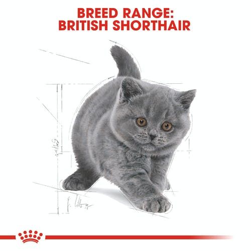 แบ่งขาย-royal-canin-british-shorthair-kitten-1-กก-สำหรับ-แมวเด็ก-พันธุ์-บริติช