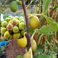 พันธุ์ Yellow israel Figs ต้นมะเดื่อฝรั่ง fig ต้นสมบูรณ์มาก รากแน่นๆ มีผลขนาดใหญ่ จัดส่งพร้อมกระถาง 6 นิ้ว ลำต้นสูง 50 ซม ต้นไม้แข็งแรงทุกต้น