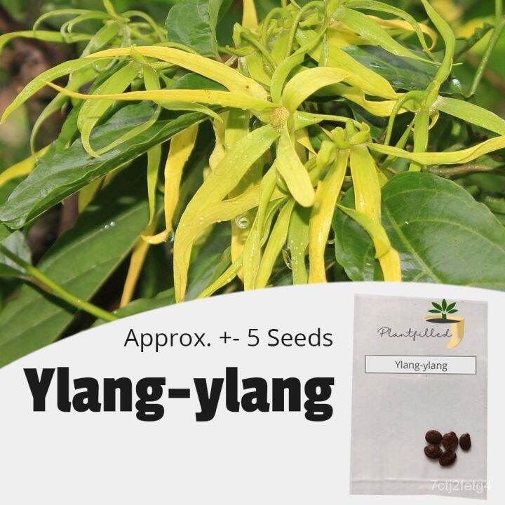 flower seeds [Plantfilled] Ylangylang Tree Seeds for planting Trees