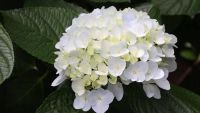 20 เมล็ด เมล็ดไฮเดรนเจีย Hydrangea Seeds สีขาว ไฮเดรนเยียสายพันธุ์ฝรั่งเศส ของแท้ 100% อัตรางอกสูง 70-80 % มีคู่มือปลูก ปลูกในกระถางได้