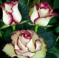 30 เมล็ด เมล็ดพันธุ์ กุหลาบ Champagne Rose Seeds ดอกใหญ่ ดอกหอม นำเข้าจากต่างประเทศ พร้อมคู่มือ เมล็ดสด ใหม่