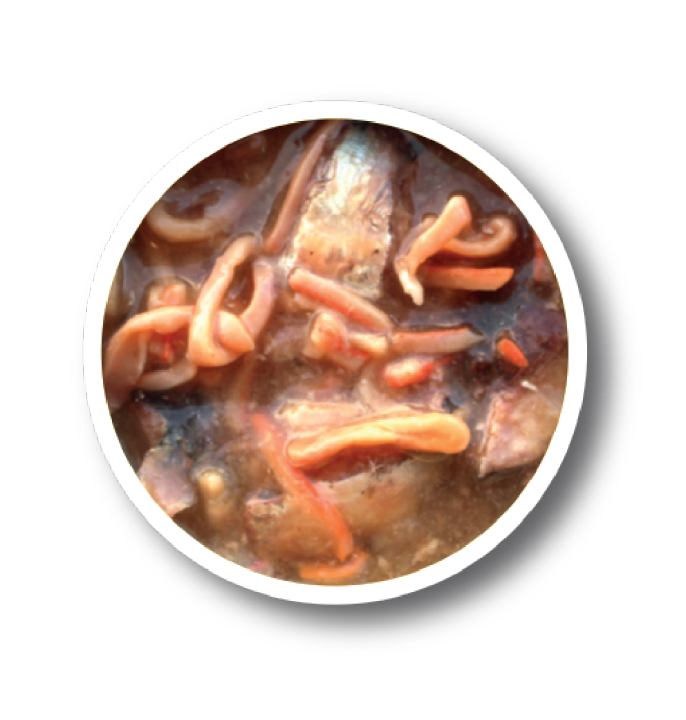 24-pcs-manoon-bellotta-cans-seafood-in-gravy-รสซีฟู้ดในน้ำเกรวี่-85กรัม