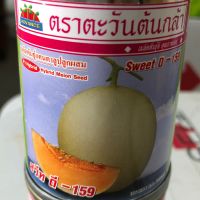 แคนตาลูป สวีท ดี 159 20 กรัม ตะวันต้นกล้า