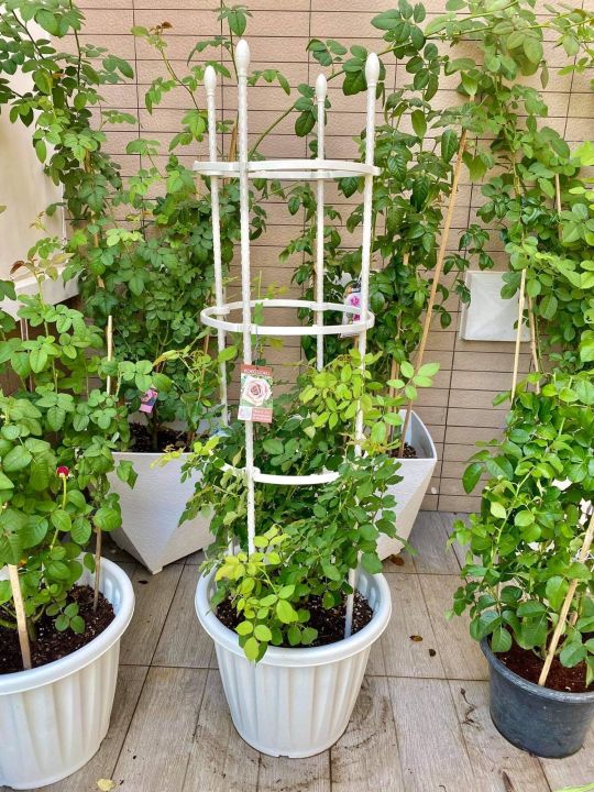 ขาว-โครงไม้เลื้อย-โครงกุหลาบ-rose-arch-rose-trellis-ivy-arch-climbing-plant-support-cage-garden-trellis-flowers-stand-rings-tomato-support-durable-creative-adjustable-climbing-vine-racks-white-color