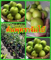 พุทราจัมโบ้ ต้นพันธุ์ทาบกิ่งสูง 40-50 ซม. ปลูกง่าย โตไว 1 ปีติดผล รับประกันพันธุ์แท้ 100%