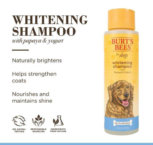 [PREORDER] WHITENING SHAMPOO FOR DOGS WITH PAPAYA & YOGURT BY BURT'S