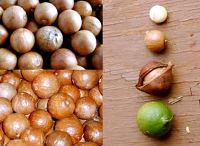 ขายส่ง 100 เมล็ด เมล็ดแมคาเดเมีย macadamia ราชาแห่งถั่ว พืชเคี้ยวมัน nut ถั่วเปลือกแข็ง ถั่วฝรั่ง ถั่วลิสง อัลมอนด์ ถั่ว ธัญพืชเพื่อสุขภาพ