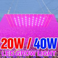 หลอดไฟ Led แผงไฟ Led Grow Phytolamp ในร่มสำหรับผัก