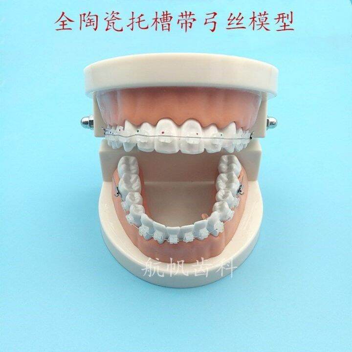 Dental orthodontics with braces teeth orthodontic practice model of