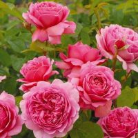 28 เมล็ด เมล็ดพันธุ์ Home Seed  กุหลาบพวง Floribunda Rose Seeds สีชมพู ดอกหอม นำเข้าจากต่างประเทศ