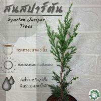 Woww สุดคุ้ม ต้นกล้าสนสปาร์ตัน (Spartan juniper trees) สูง 15-20 ซม. จัดส่งพร้อมกระถาง 3 นิ้วว ราคาโปร พรรณ ไม้ น้ำ พรรณ ไม้ ทุก ชนิด พรรณ ไม้ น้ำ สวยงาม พรรณ ไม้ มงคล