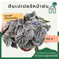 เปเปอร์หน้าย่น มาในกระถางพร้อมตั้ง pepperomia แนวมินิมอล