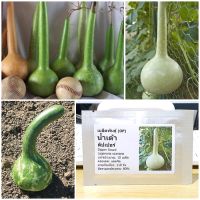 เมล็ดพันธุ์ น้ำเต้าดิปเปอร์ (Dipper Gourd Seed) 10 เมล็ด คุณภาพดี ราคาถูก ของแท้