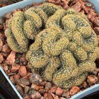 มาใหม่จ้า สมองเหลือง Mammillaria pilcayensis cristata แคคตัส ส่งพร้อมกระถาง 8 ซม ขนาดต้นตามรูป คุ้มสุดสุด ต้นไม้ ฟอก อากาศ กระถาง ต้นไม้ ไม้ ประดับ ต้นไม้ ปลูก ใน บ้าน