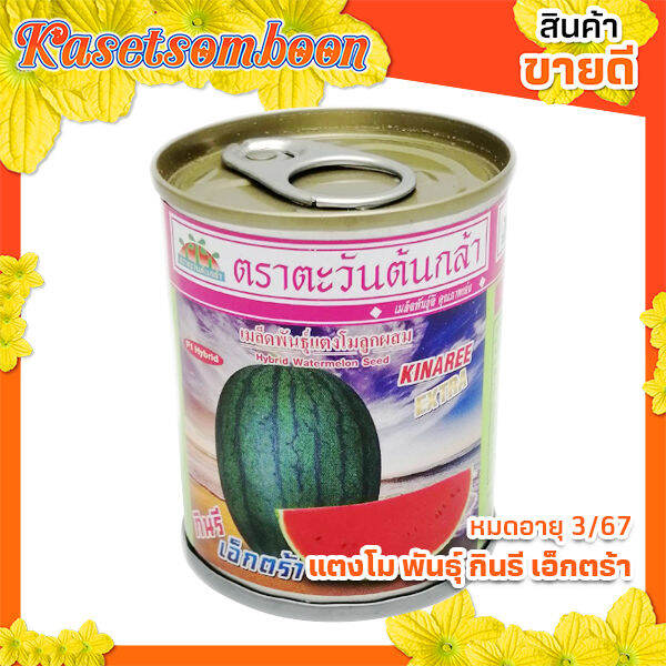 แตงโมกินรีเอ็กตร้า-พันธุ์ตะวันต้นกล้า-40-กรัม-ผลยาวรี-ผิวดำ-ลายเส้นดำชัดเจน