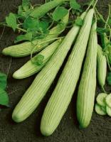 เมล็ดพันธุ์ แตงกวายาว แตงกวายักษ์ อาเมเนียน (Armenian Yard long Cucumber Seed) บรรจุ 40 เมล็ด  คุณภาพดี ราคาถูก ของแท้ 100%