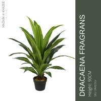 Dracaena fragrans90 CM- ต้นวาสนา ต้นไม้ปลอม เกรดพรีเมี่ยมเพื่อการตกแต่ง ต้นไม้ประดิษฐ์ Premium Artificial plant for condominium home hotel resort decoration #madamkhajee #มาดามขจี