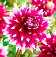 1 หัว/ออเดอร์ รักเร่ Dahlia สายพันธุ์ Englands Glory หัวรักเร่ ดอกไม้ หัวหน่อ เหง้า นำเข้า เนเธอร์แลน หัวสดใหม่