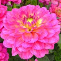 1 หัว/ออเดอร์ รักเร่ Dahlia Bulbs สายพันธุ์ Brigth Pink หัวรักเร่ ดอกไม้ หัวหน่อ นำเข้า เหง้า เนเธอร์แลน หัวสดใหม่