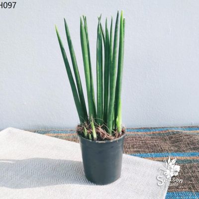 Woww สุดคุ้ม ต้นลิ้นมังกรมิคาโด Sansevieria Mikado ราคาโปร พรรณ ไม้ น้ำ พรรณ ไม้ ทุก ชนิด พรรณ ไม้ น้ำ สวยงาม พรรณ ไม้ มงคล