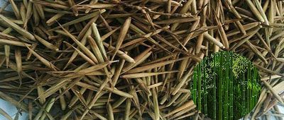 ขายส่ง 500 เมล็ด เมล็ดไผ่Moso ไผ่โมโซ moso bamboo Phyllostachys Pubescens ไผ่ลำเดี่ยว ไผ่ bamboo สารสกัดจากไผ่ พืชเศรษฐกิจ สายพันธุ์ไผ่ ถ่านไม้ไผ่