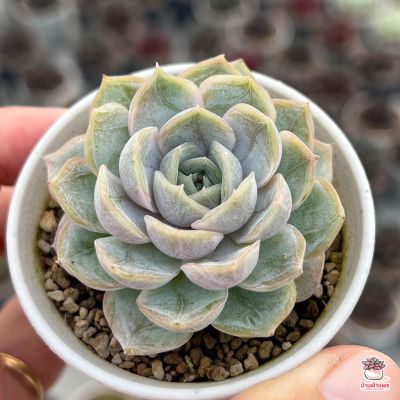 ( PRO+++ ) โปรแน่น.. Echeveria Blue Surprise ไม้อวบน้ำ กุหลาบหิน Cactus&amp;Succulent หลากหลายสายพันธุ์ ราคาสุดคุ้ม พรรณ ไม้ น้ำ พรรณ ไม้ ทุก ชนิด พรรณ ไม้ น้ำ สวยงาม พรรณ ไม้ มงคล