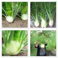 เมล็ดพันธุ์ เฟนเนล ฟลอเรนท์ (Florence Fennel Seed) บรรจุ 200 เมล็ด คุณภาพดี