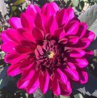 1 หัว/ออเดอร์ รักเร่ Dahlia Bulb สายพันธุ์ Purple Flame หัวรักเร่ ดอกไม้ หัวหน่อ เหง้า นำเข้า เนเธอร์แลน หัวสดใหม่