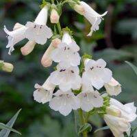 เมล็ดพันธุ์ เพนสตีมอน penstemon gentianoides beardtongue 200 เมล็ด เมล็ดพันธุ์นำเข้าจากอังกฤษ