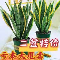 [COD] Phnom Penh tiger new house absorbs formaldehyde succulent plant anti-indoor flower green potted tall and short tail