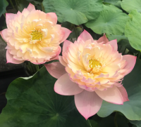 5 เมล็ดพันธุ์ บัว สายพันธุ์ JIN SE LOTUS HUGE LOTUS สีชมพูส้ม เพาะปลูกและเก็บเมล็ดในไทย ขยายพันธุ์ในไทยได้ สายพันธุ์นิยมปลูกในอเมริกา