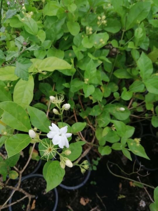 ต้น-มะลิ-ดอกสีขาวนวล-มีกลิ่นหอมชวนดมเป็นสัญลักษณ์-วันแม่-ส่งต้นในถุงดิน