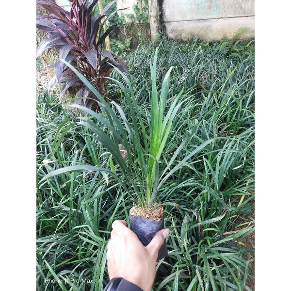 Ready Stok Tanaman Hias Jaburan Hijau Tanaman Alang Hijau Jaburan Vittatus Murah Lazada Indonesia