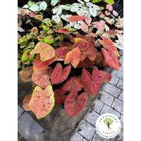 โปรดีล คุ้มค่า บอนสี นิวเวฟ Caladium New wave กระถาง3-4นิ้ว สีสวย แข็งแรง เลี้ยงง่าย ของพร้อมส่ง พรรณ ไม้ น้ำ พรรณ ไม้ ทุก ชนิด พรรณ ไม้ น้ำ สวยงาม พรรณ ไม้ มงคล