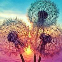 5D Dandelion Diamond Painting Kit DIY Diamond Rhinestone Painting Kits s and Beginner Embroidery Arts Craft