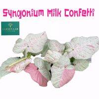 โปรแรง Syngonium milk confetti(ออมชมพูมิลค์) 12.12พร้อมส่ง️(จำนวนจำกัด) เก็บเงินปลายทาง