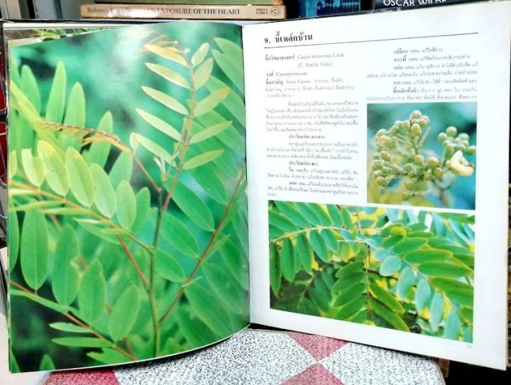 หนังสือหายาก-หนังสือ-ต้นไม้เพื่อชีวิต-1-ว่าน-สมุนไพร-ยาไทย-พร้อมส่ง-ตรงปก-ใหม่-หนังสือดี-แพทย์แผนไทย-หมอยา-หนังสือสะสม