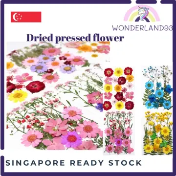 Dried Pressed Flowers for Resin Dry Leaves Bulk for Scrapbooking DIY Art  Crafts