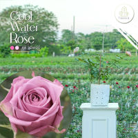 Cool Water Rose (กุหลาบ คูลวอเตอร์) สายพันธุ์หายาก - ต้นใหญ่ ถุง 8 นิ้ว / สูง 60-70 ซม. / ไม้ประดับ ไม้ดอก (ต้นไม้)