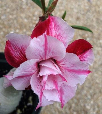 2 เมล็ด เมล็ดพันธุ์ ชวนชม สายพันธุ์ hybrid (double flower) สีชมพู Bonsai Desert Rose Adenium Seed กุหลาบทะเลทราย ราชินีทะเลทราย บอนไซ มีคู่มือปลูก