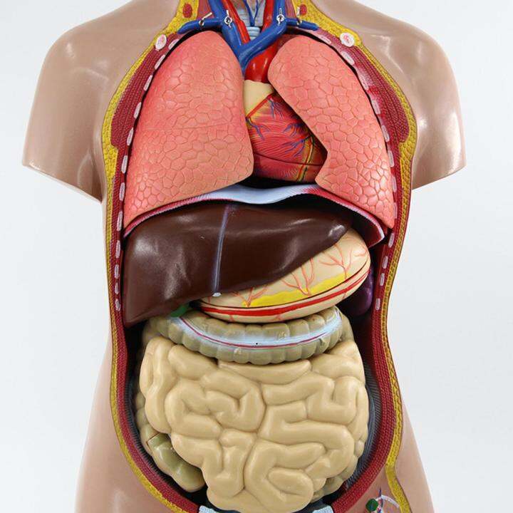 Moon ISILAND Human Body Anatomical Tool School Educational Toy Human