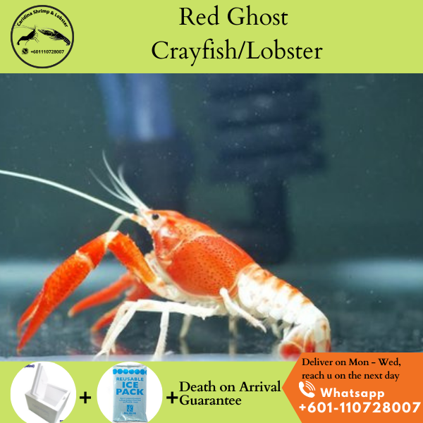 procambarus clarkii ghost