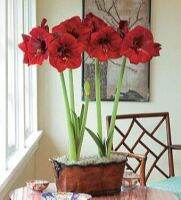 1 หัวว่าน ว่านสี่ทิศฮอลแลนด์ Amaryllis Royal Velvet 18-24 ซม สินค้านำเข้า แช่เย็นแล้ว หัวขนาดใหญ่