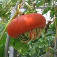 ฟักทองเห็ด หรือ ฟักทองหมวก (Turks Turban Squash) ขึ้นชื่อว่าเป็นฟักทองที่อร่อยมากพันธุ์หนึ่ง