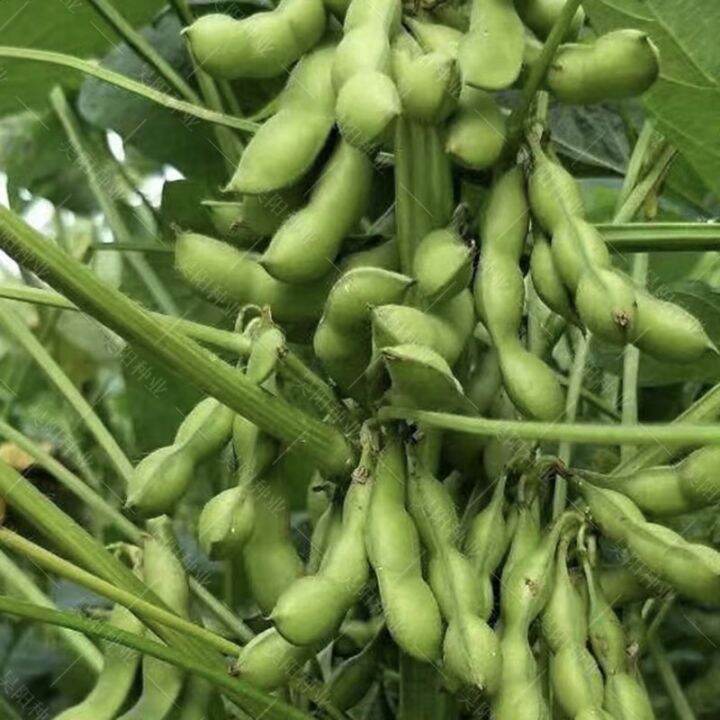 buy one get one free，50 seeds (not plants)Japanese Edamame seeds / Biji