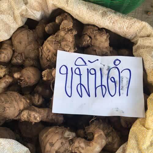 สุดคุ้ม-1-กิโลกรัม-curcuma-aeruginosa-roxb-เหง้าหัว-ขมิ้นดำ-ขมิ้นดำสด-ว่านมหาเมฆ-รสเฝื่อน-ราคาถูก-พรรณ-ไม้-น้ำ-พรรณ-ไม้-ทุก-ชนิด-พรรณ-ไม้-น้ำ-สวยงาม-พรรณ-ไม้-มงคล