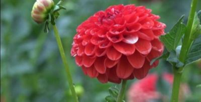 1 เหง้า/ออเดอร์ รักเร่ Dahlia สายพันธุ์ Lollipop หัวรักเร่ ดอกไม้ หัวหน่อ เหง้า นำเข้า เนเธอร์แลน หัวสดใหม่