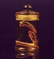 D Alien Jar Xenomorph Specimen Facehugger Embryo Glass Jar Movie Prop Replica