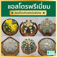 แคคตัสเกรดพรีเมี่ยม! แอสโตรไฟตัม โออิโบะ ด่าง ซุปเปอร์ ปลาดาว แอสโตร วี [Astrophytum V-type,Ooibo,Miracle]