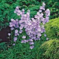 เมล็ดพันธุ์ Campanula persicifolia peach bellflower 200 เมล็ด เมล็ดพันธุ์นำเข้าจากอังกฤษ Seed